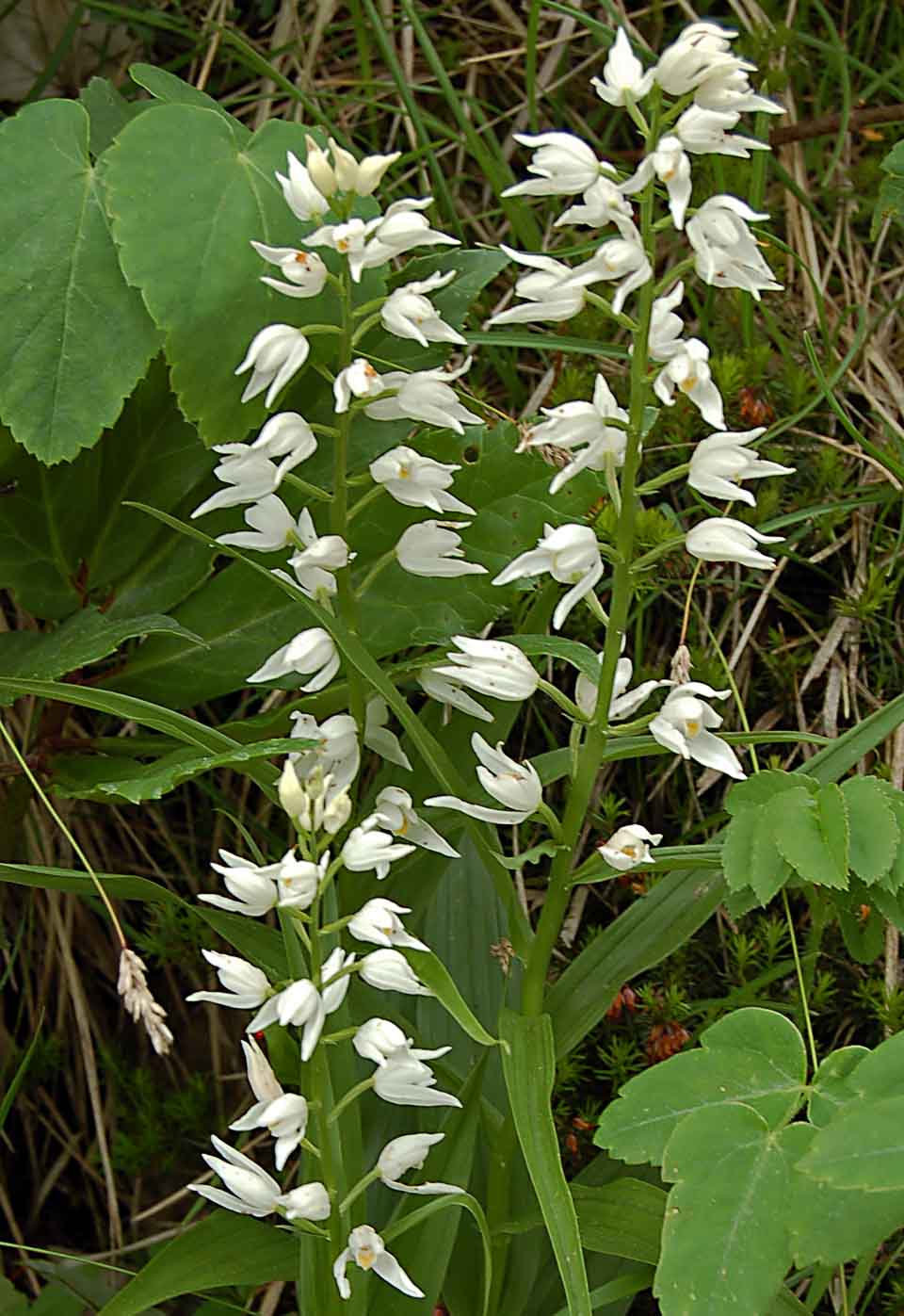 Cephalanthera longifolia